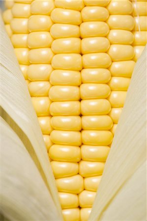 Ear of corn Stock Photo - Premium Royalty-Free, Code: 640-03259706