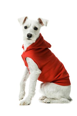 simsearch:640-01355830,k - Casually Dressed woman training in hoodie dog to sit Foto de stock - Sin royalties Premium, Código: 640-03262434