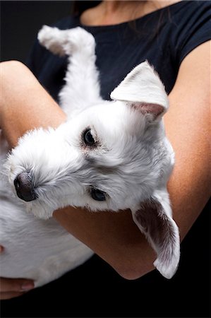 simsearch:640-01355830,k - Femme avec un chien blanc sur l'épaule Photographie de stock - Premium Libres de Droits, Code: 640-03262437