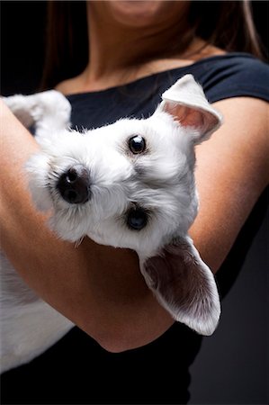 simsearch:640-01355830,k - Femme avec un chien blanc sur l'épaule Photographie de stock - Premium Libres de Droits, Code: 640-03262440