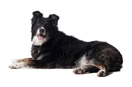 Border Collie Dog with Bone Stock Photo - Image of bone, lying: 51253044