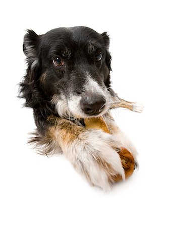 dog bone - Dog lying down on rawhide bone Stock Photo - Premium Royalty-Free, Code: 640-03262453