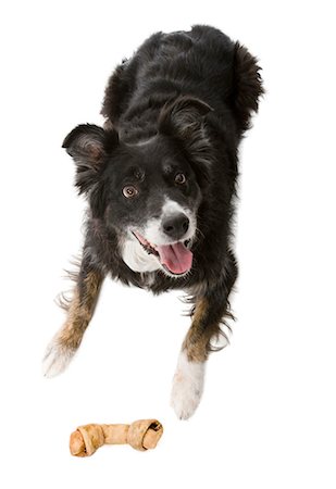 simsearch:640-02771236,k - Regardant vers le bas de chien tire la langue Photographie de stock - Premium Libres de Droits, Code: 640-03262460