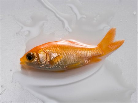 Goldfish lying down in puddle of water Stock Photo - Premium Royalty-Free, Code: 640-03262590