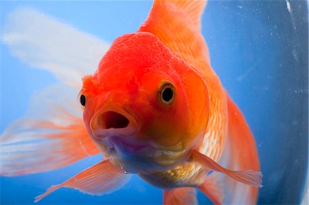 poisson rouge - Goldfish closeup Photographie de stock - Premium Libres de Droits, Code: 640-03262591