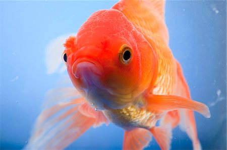 Goldfish closeup Photographie de stock - Premium Libres de Droits, Code: 640-03262592