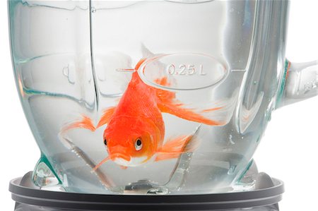 dangerous kitchen - Goldfish in blender with water Stock Photo - Premium Royalty-Free, Code: 640-03262751