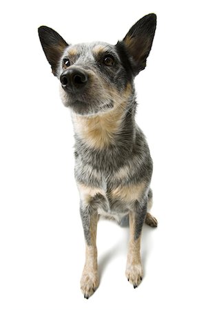 simsearch:640-03263361,k - German shepherd sitting Stock Photo - Premium Royalty-Free, Code: 640-03263356