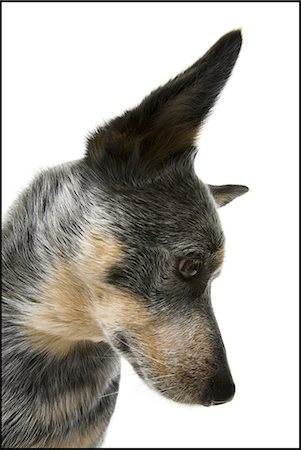 perro guardián - German shepherd face Foto de stock - Sin royalties Premium, Código: 640-03263351