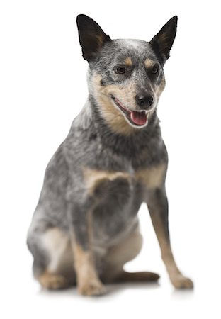 German shepherd sitting Stock Photo - Premium Royalty-Free, Code: 640-03263353