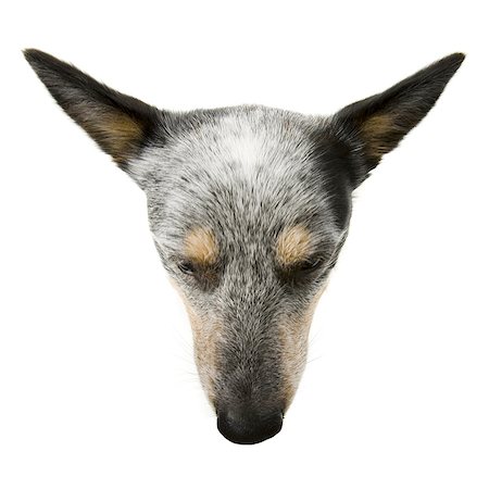 simsearch:640-03263361,k - German shepherd face Stock Photo - Premium Royalty-Free, Code: 640-03263360