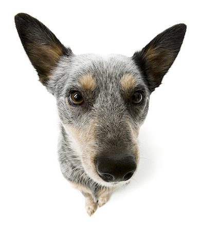dog noses - German shepherd face Stock Photo - Premium Royalty-Free, Code: 640-03263361