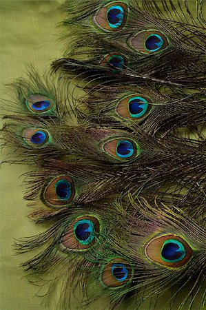 feather  close-up - Peacock feathers. Foto de stock - Sin royalties Premium, Código: 655-03082808