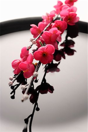 fraco - peach blossoms on a black plate Foto de stock - Royalty Free Premium, Número: 656-02702808