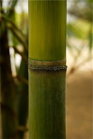 expansion (accroissement de volume) - gros plan des pousses de bambou vert Photographie de stock - Premium Libres de Droits, Code: 656-02702824