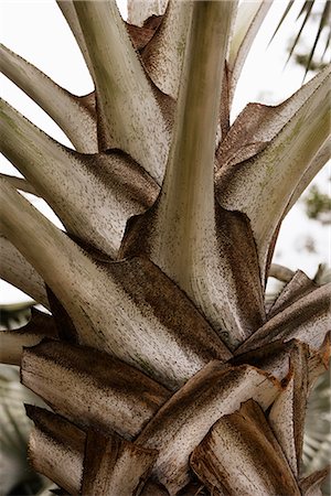 simsearch:656-02702870,k - palm tree trunk closeup Stock Photo - Premium Royalty-Free, Code: 656-02702872