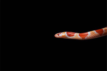 snake on black background - Coral snake Foto de stock - Sin royalties Premium, Código: 656-02879424