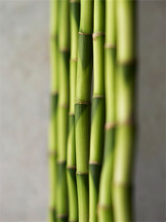 expansion (accroissement de volume) - tiges de bambou vert Photographie de stock - Premium Libres de Droits, Code: 656-02879453