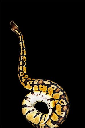 snake on black background - Royal Python Foto de stock - Sin royalties Premium, Código: 656-02879470