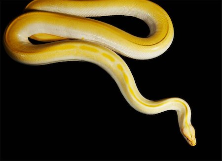 snake on black background - Yellow Albino Python Foto de stock - Sin royalties Premium, Código: 656-02879481