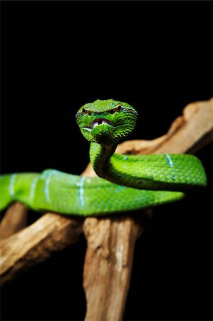 snake on black background - Green Pitviper snake Foto de stock - Sin royalties Premium, Código: 656-02879490