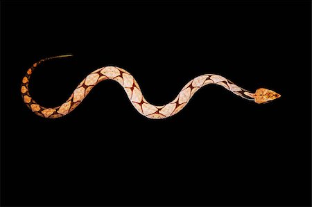 snake on black background - Boa Constrictor snake Foto de stock - Sin royalties Premium, Código: 656-02879526