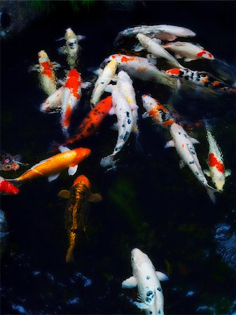 pond top view - koi fishes in pond Stock Photo - Premium Royalty-Free, Code: 656-02879568