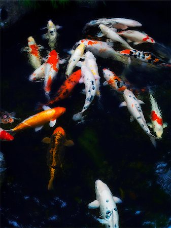 pond top view - koi fishes in pond Foto de stock - Sin royalties Premium, Código: 656-02879568