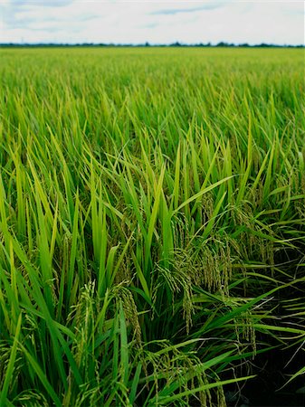 paddy cultivation - open area rice fields Stock Photo - Premium Royalty-Free, Code: 656-02879670