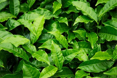 expand - green leafy plants Stock Photo - Premium Royalty-Free, Code: 656-02879705