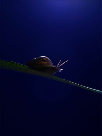 Snail going out on a limb Foto de stock - Sin royalties Premium, Código: 656-02879724