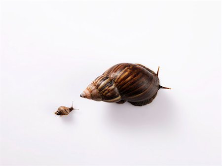 small snail following a big snail Stock Photo - Premium Royalty-Free, Code: 656-02879723