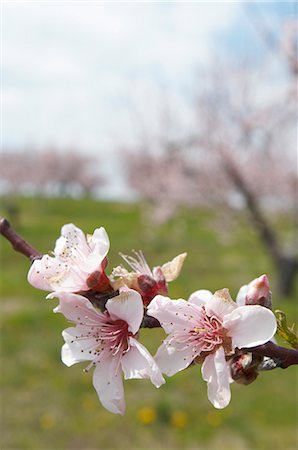 simsearch:659-08419119,k - Gros plan d'une branche d'arbre pêchers fleuris Photographie de stock - Premium Libres de Droits, Code: 659-06154013