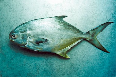 sea fish - Whole Pompano Fish Foto de stock - Sin royalties Premium, Código: 659-06154022