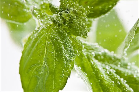 Basil leaves in water (close-up) Stock Photo - Premium Royalty-Free, Code: 659-06154119