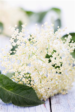 Elderflowers and leaves Foto de stock - Sin royalties Premium, Código: 659-06154172