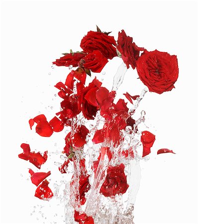 rosa - Red rose petals making a splash Foto de stock - Sin royalties Premium, Código: 659-06154348