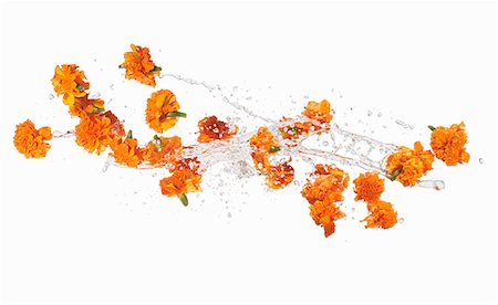 edible - Marigolds making a splash Stock Photo - Premium Royalty-Free, Code: 659-06154366