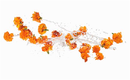 flowers isolated white background - Marigolds making a splash Stock Photo - Premium Royalty-Free, Code: 659-06154366