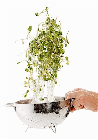 simsearch:659-06154335,k - Sunflower sprouts being washed Stock Photo - Premium Royalty-Free, Code: 659-06154363