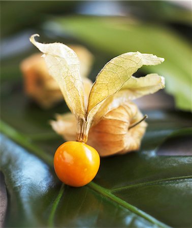 simsearch:659-01844953,k - Cape gooseberry on a leaf (close up) Stock Photo - Premium Royalty-Free, Code: 659-06154538