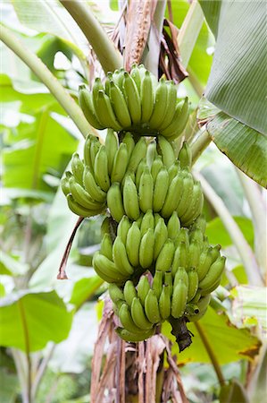 Bananas on a tree Foto de stock - Royalty Free Premium, Número: 659-06154884