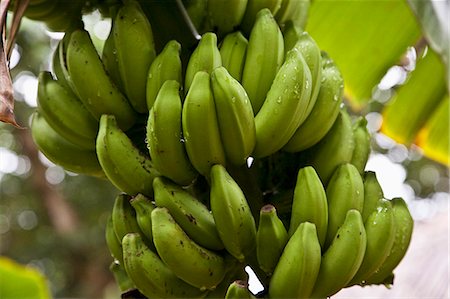 Green Bananas on the Tree Foto de stock - Royalty Free Premium, Número: 659-06154890