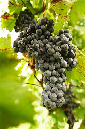 simsearch:659-06307451,k - Chambourcin raisins sur la vigne. Froncer les sourcils à Missouri Photographie de stock - Premium Libres de Droits, Code: 659-06154976