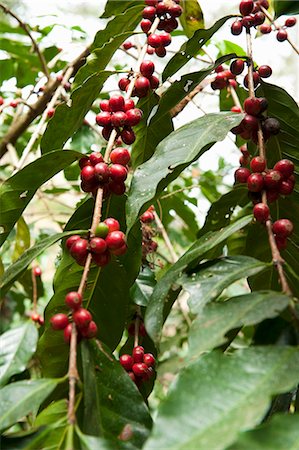 Grains de café sur un buisson Photographie de stock - Premium Libres de Droits, Code: 659-06155074