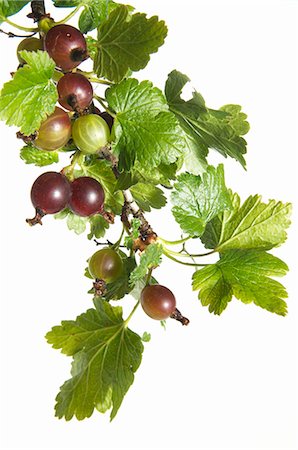 ribes grossularia - Gooseberries on the bush Stock Photo - Premium Royalty-Free, Code: 659-06155081