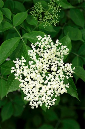 edible flower - Fleurs de sureau sur le buisson Photographie de stock - Premium Libres de Droits, Code: 659-06155105