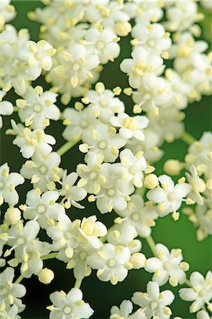 elder blossom - Fleurs de sureau (gros plan) Photographie de stock - Premium Libres de Droits, Code: 659-06155106