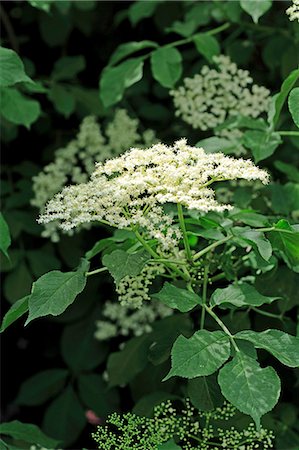 elder blossom - Fleurs de sureau sur le buisson Photographie de stock - Premium Libres de Droits, Code: 659-06155108