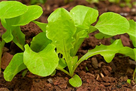 simsearch:659-06184851,k - Leaf Lettuce in a Garden Foto de stock - Sin royalties Premium, Código: 659-06155184